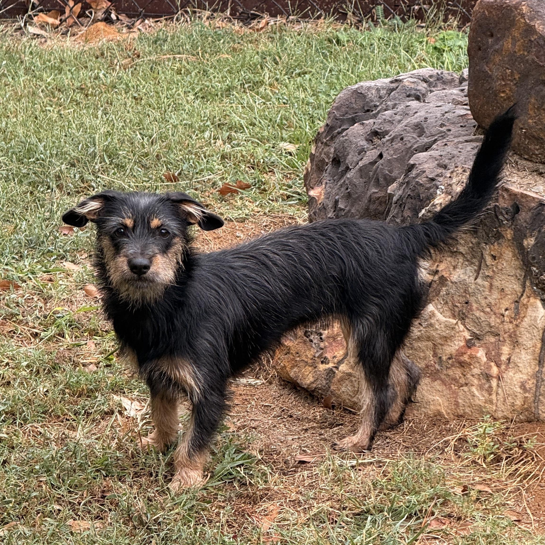 Enlarge Rosie, a Adoptable mixed breed in Texarkana, TX image 4/6