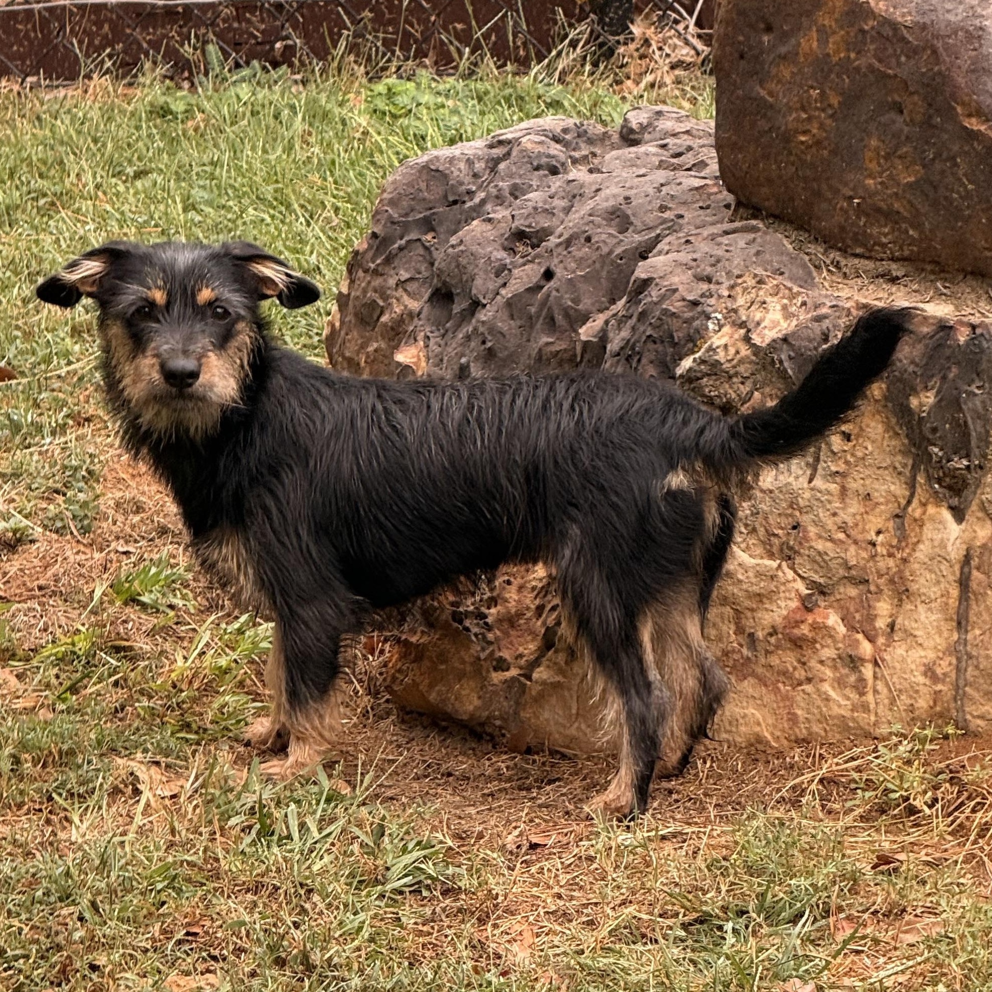 Enlarge Rosie, a Adoptable mixed breed in Texarkana, TX image 5/6