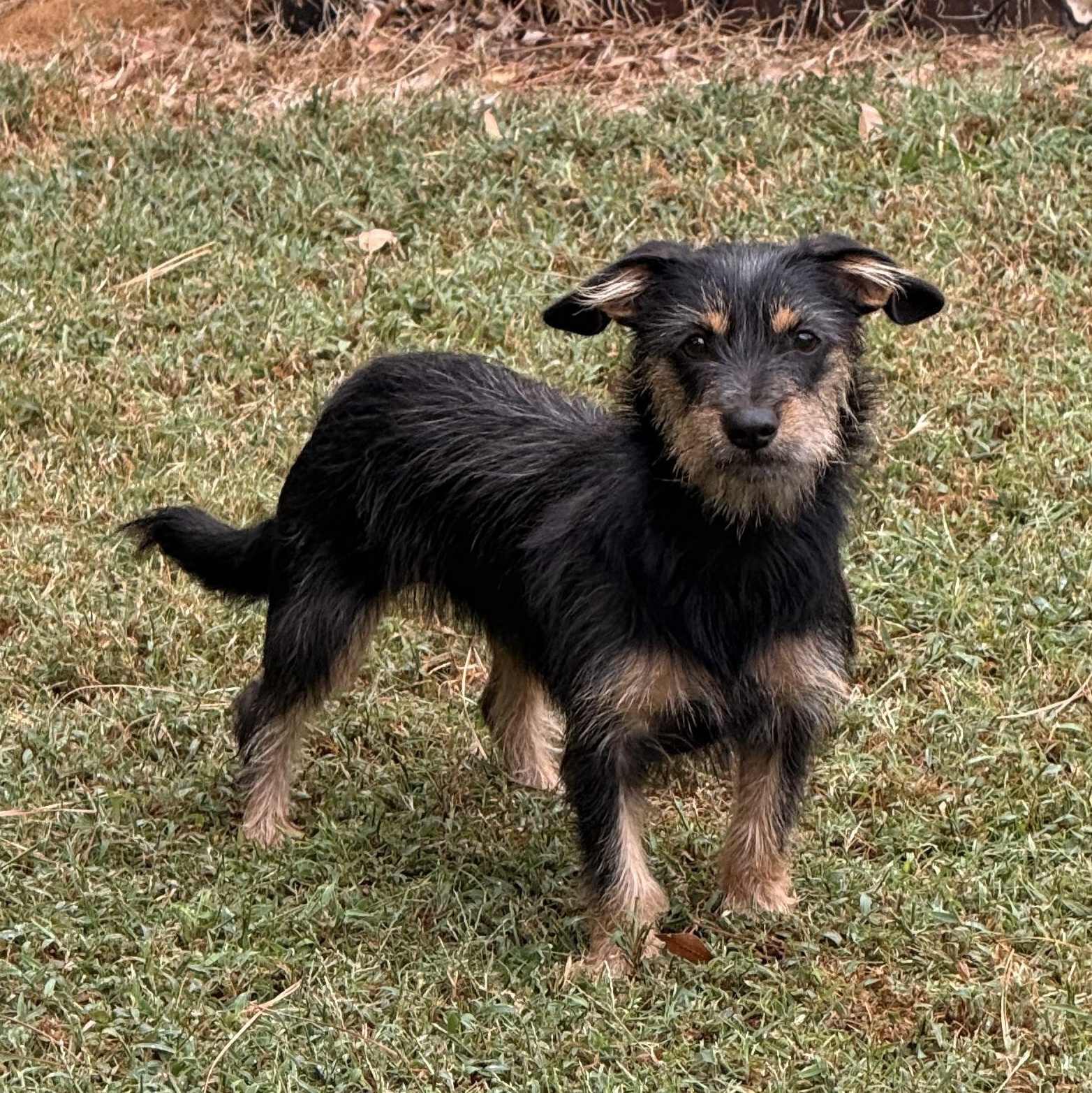 Enlarge Rosie, a Adoptable mixed breed in Texarkana, TX image 2/6
