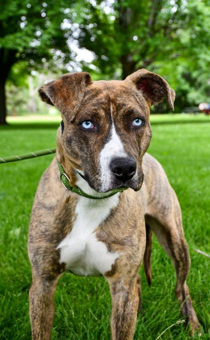 Courage, Adoptable, Adult Male Pit Bull Terrier & Catahoula Leopard Dog.