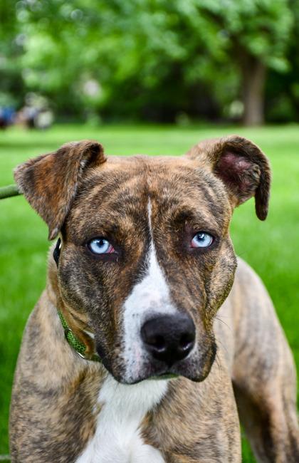Enlarge Courage, a Adoptable mixed breed in Yakima, WA image 1/1