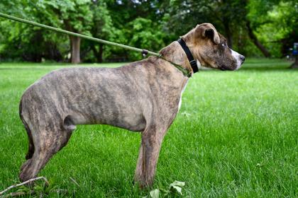 Enlarge Courage, a Adoptable mixed breed in Yakima, WA image 3/3