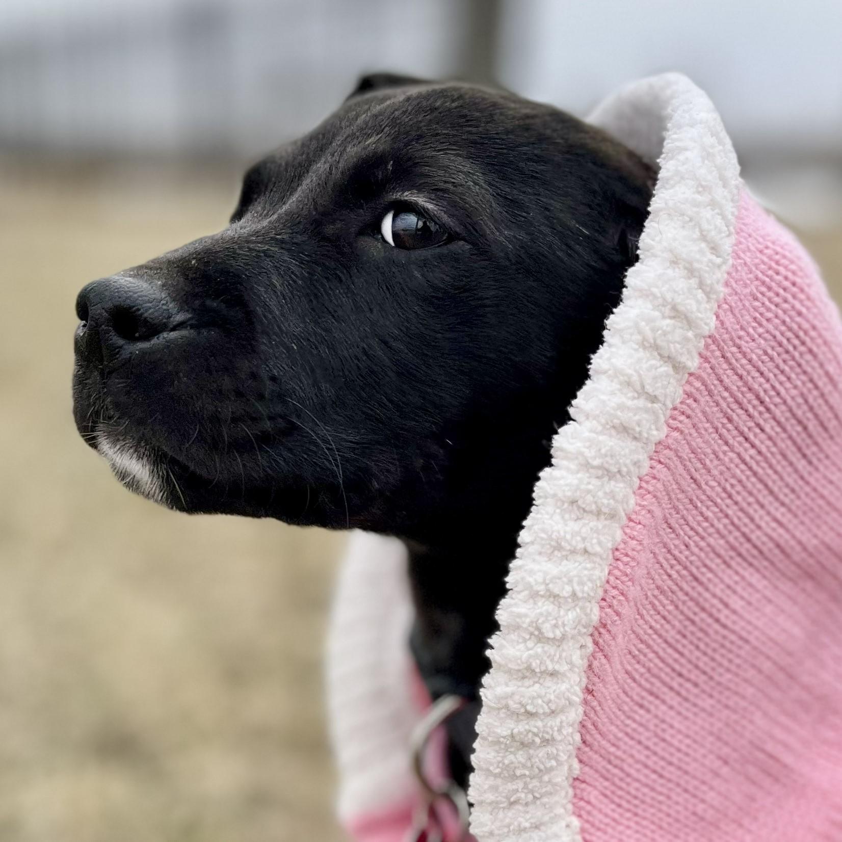 Lyla, an adopted mixed breed in Lisbon, IA image 5/6