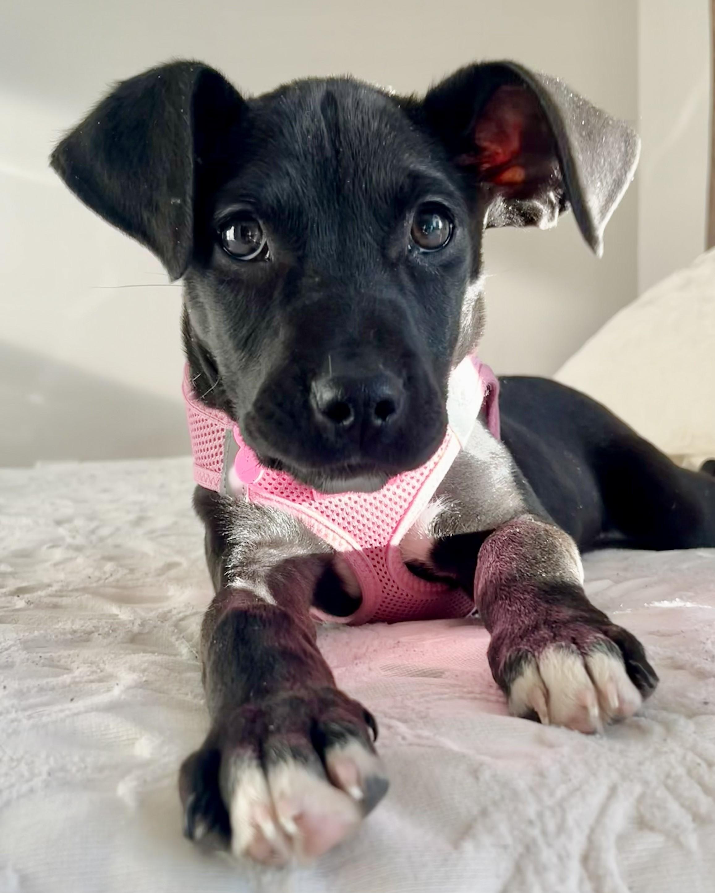 Lyla, adopted, Puppy Female Terrier.