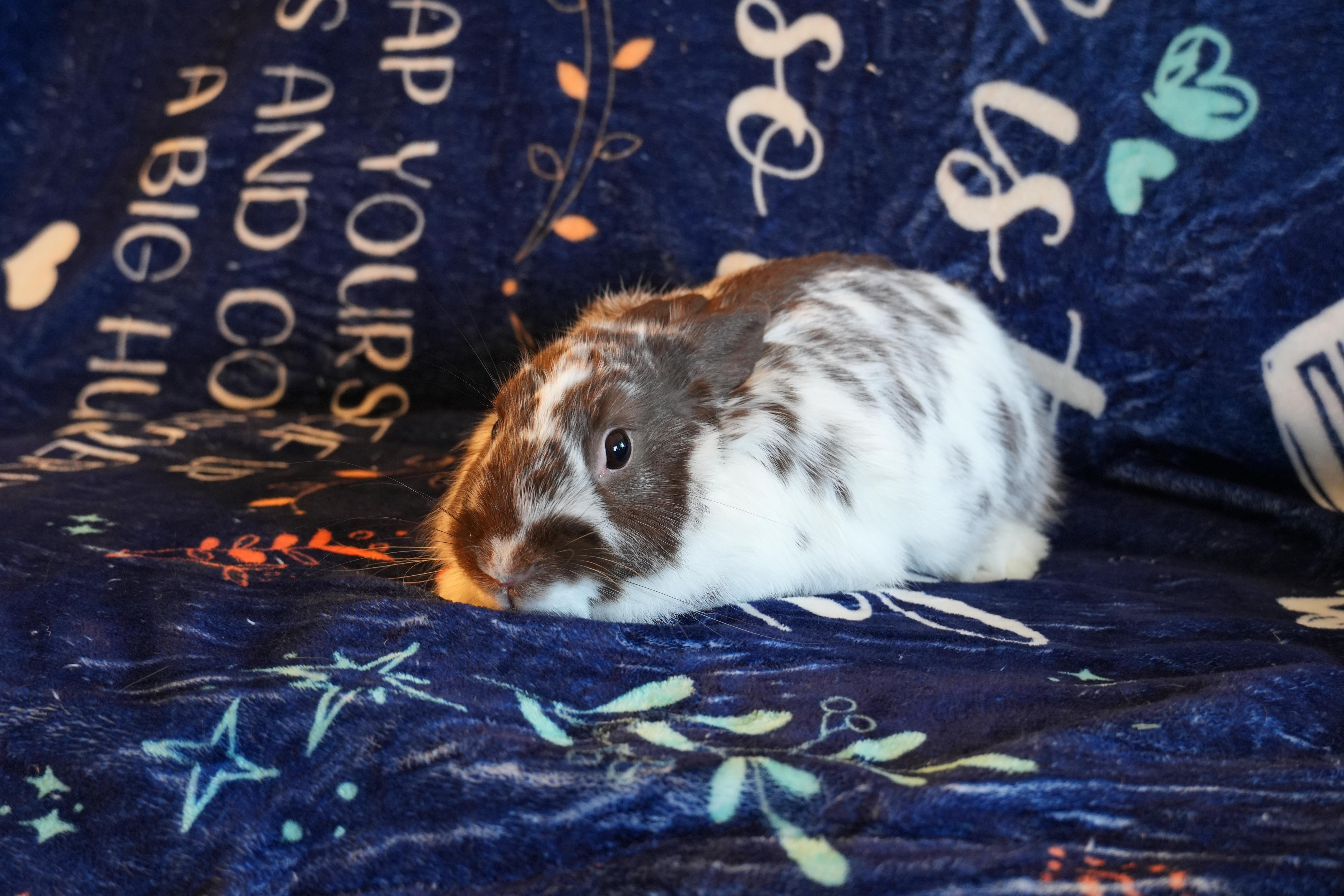 Enlarge Suki, a ADOPTABLE mixed breed in Garland, TX image 2/4