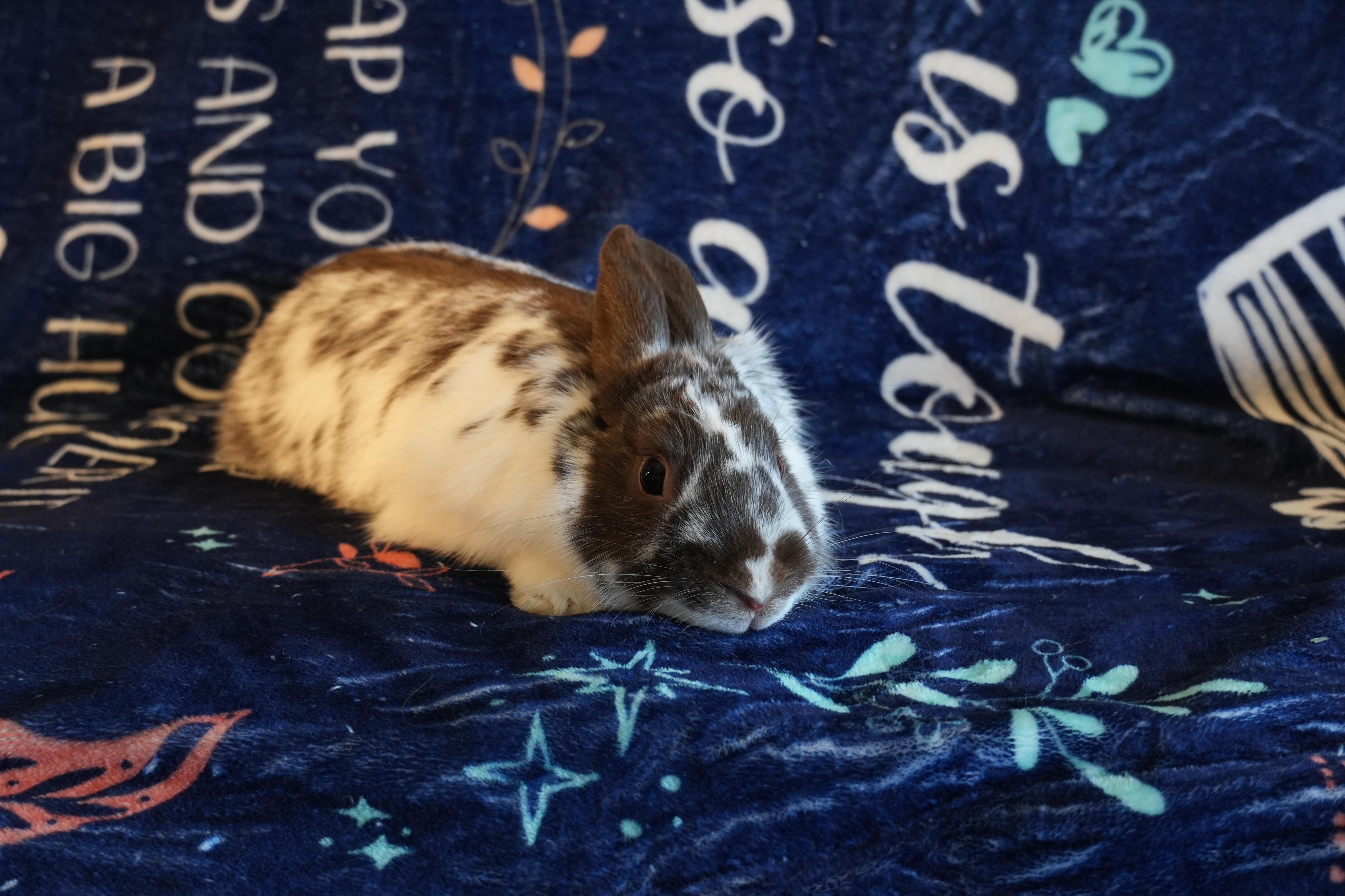 Enlarge Suki, a ADOPTABLE mixed breed in Garland, TX image 4/4