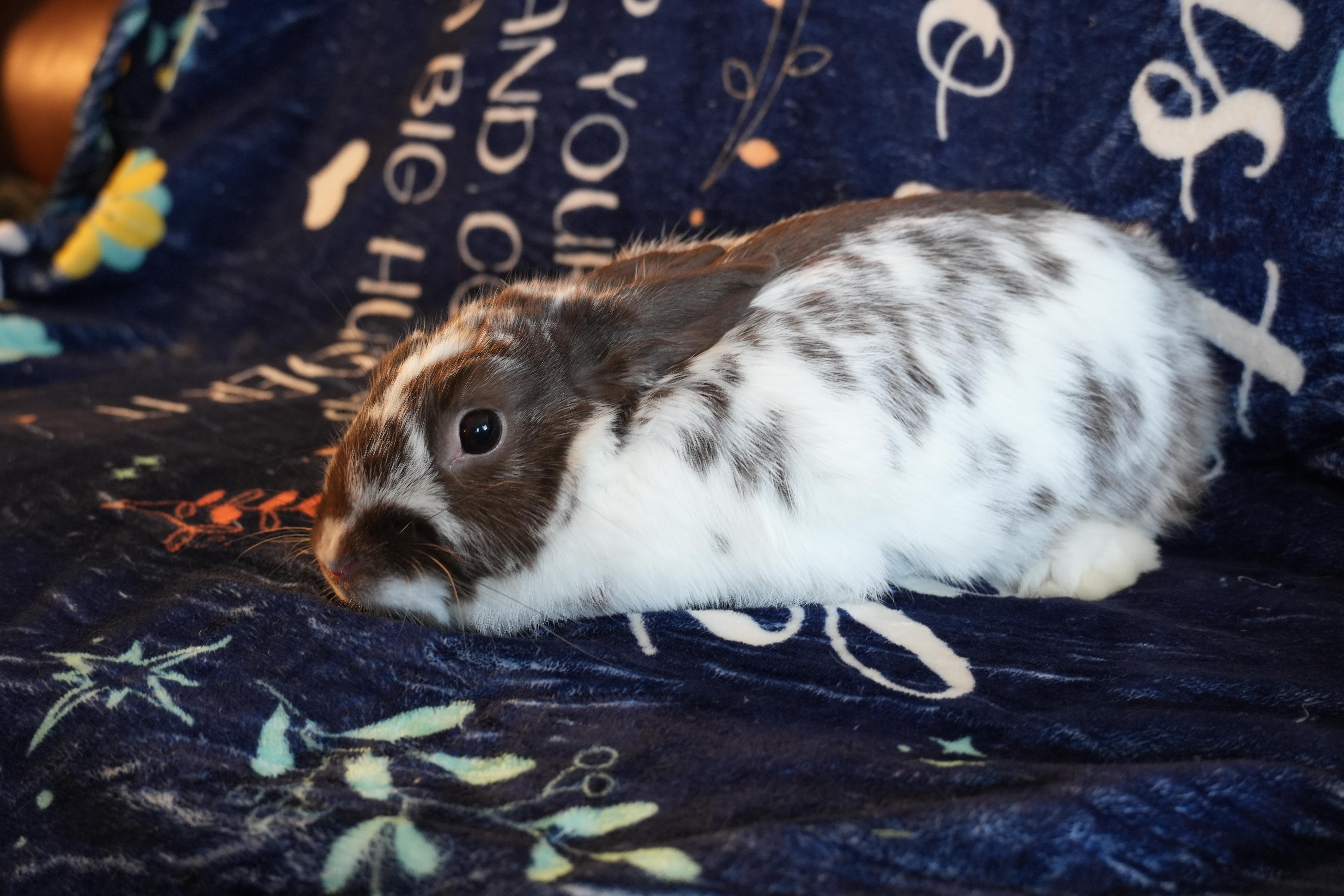 Enlarge Suki, a ADOPTABLE mixed breed in Garland, TX image 3/4