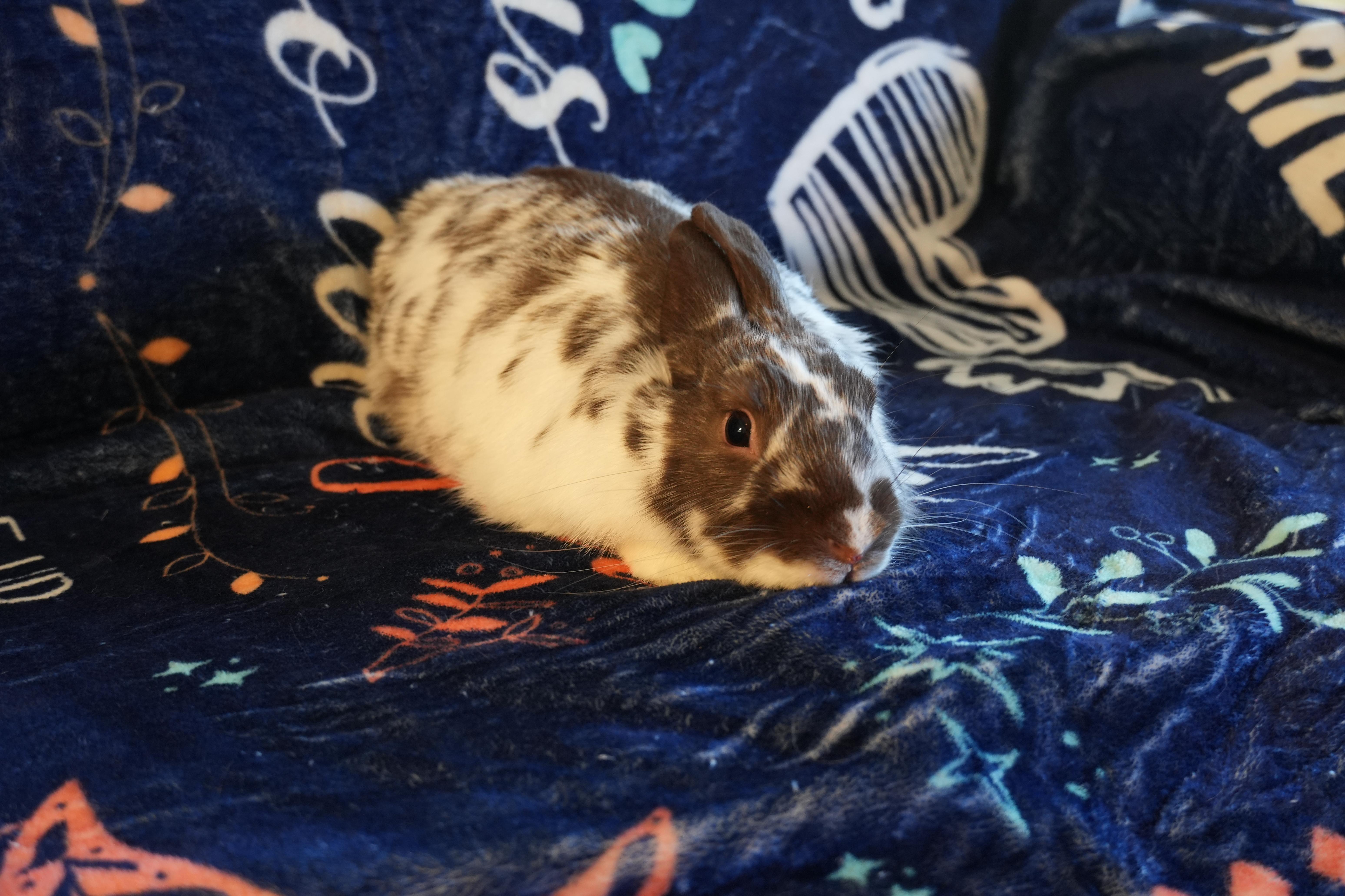 Suki, ADOPTABLE, Young Female Dutch.