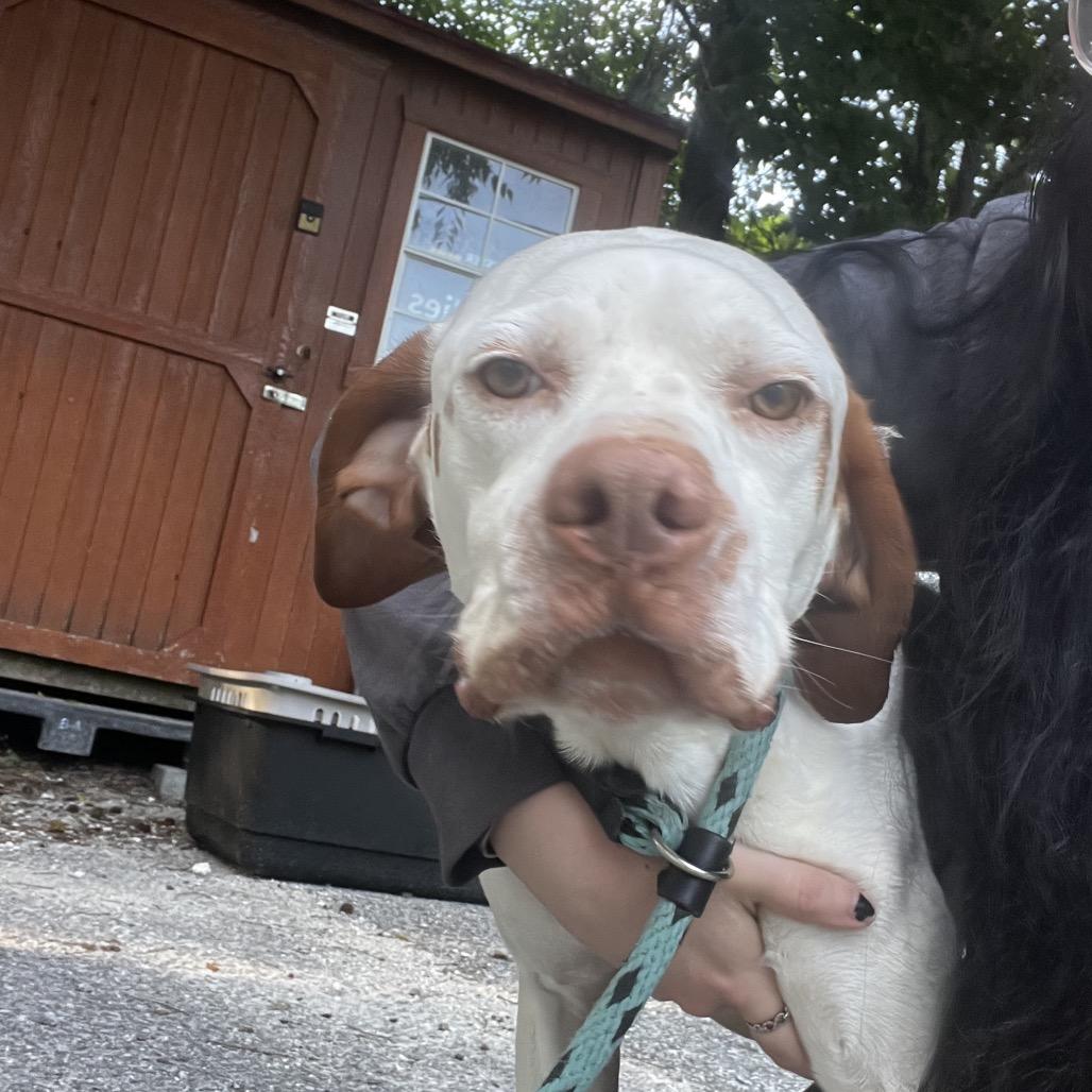 Jasper @ Foster, Adoptable, Adult Male Mixed Breed.