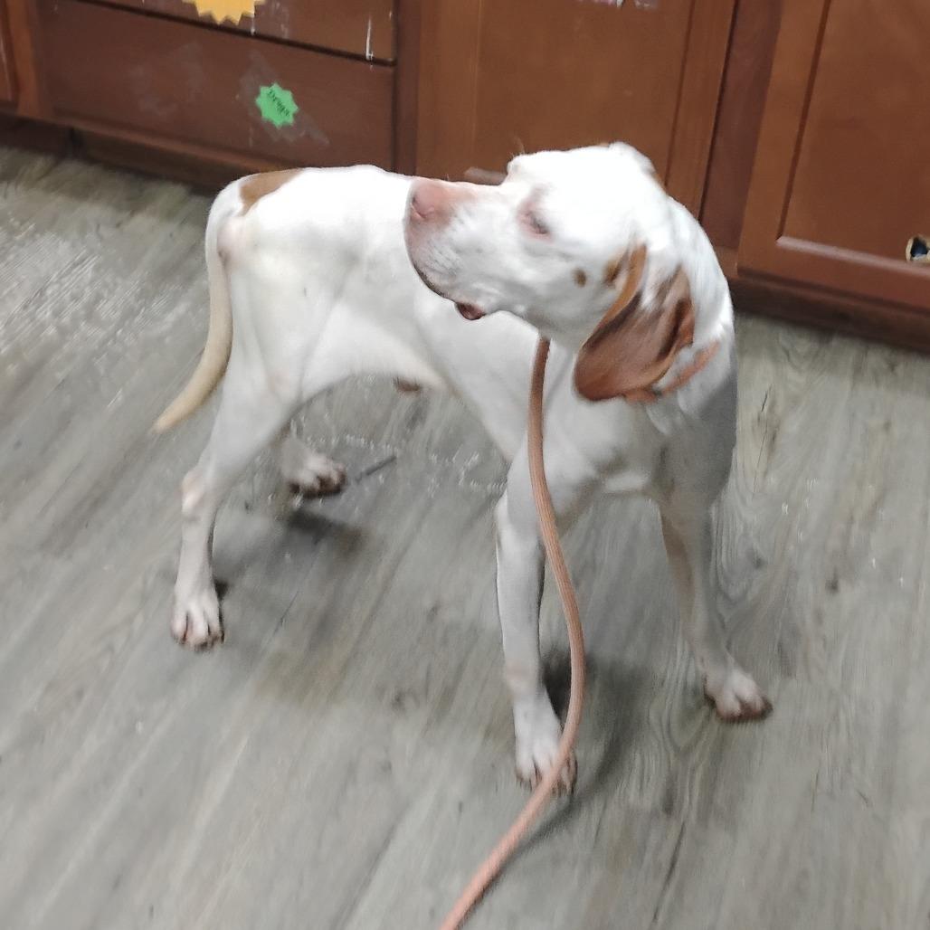 Enlarge Jasper @ Foster, a Adoptable Mixed Breed in Summerville, SC image 2/2