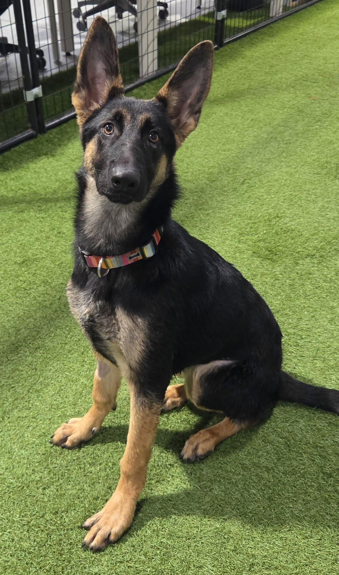 Torres, Adopted, Young Female German Shepherd Dog.