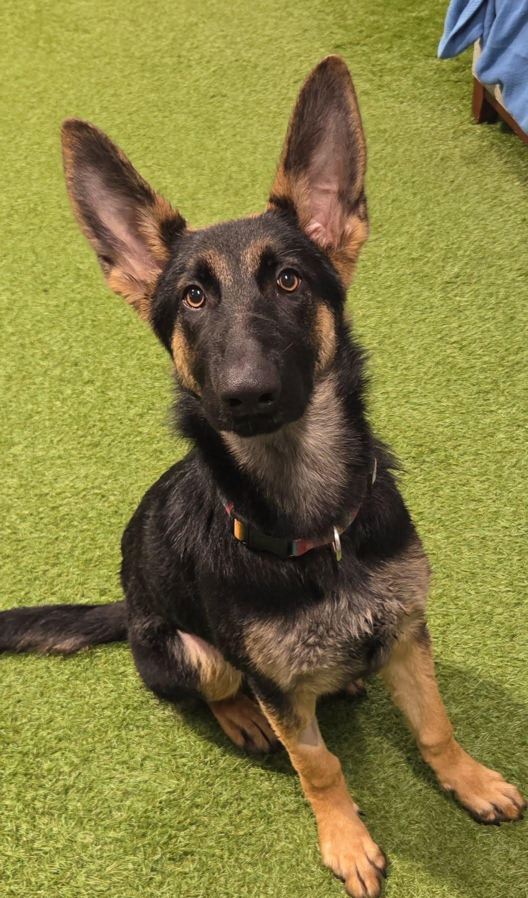 Enlarge Torres, a Adopted German Shepherd Dog in Racine, WI image 4/4