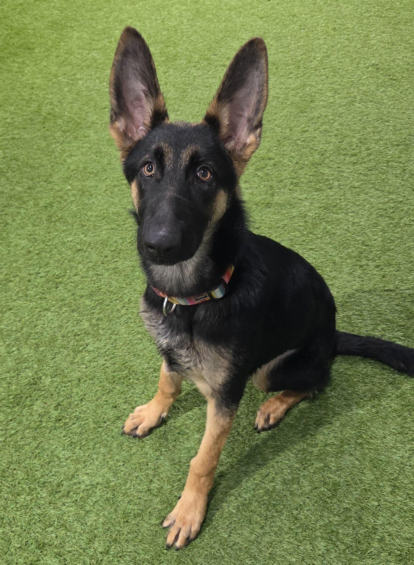 Enlarge Torres, a Adopted German Shepherd Dog in Racine, WI image 2/4