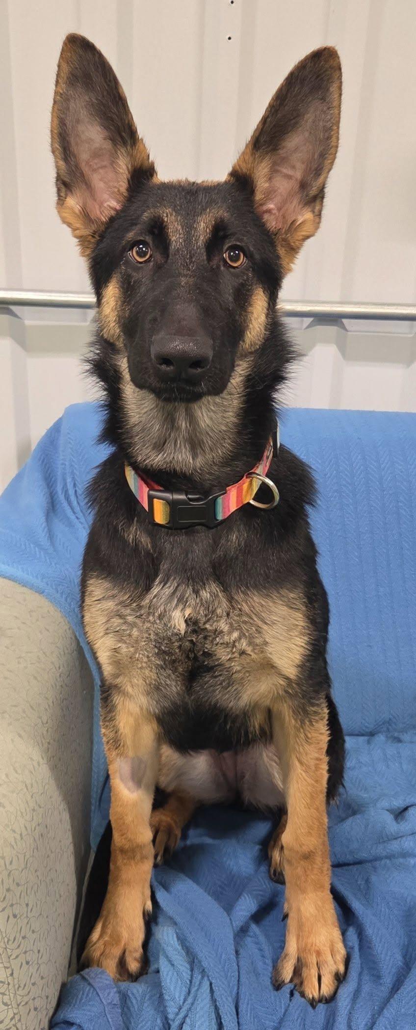 Enlarge Torres, a Adopted German Shepherd Dog in Racine, WI image 3/4