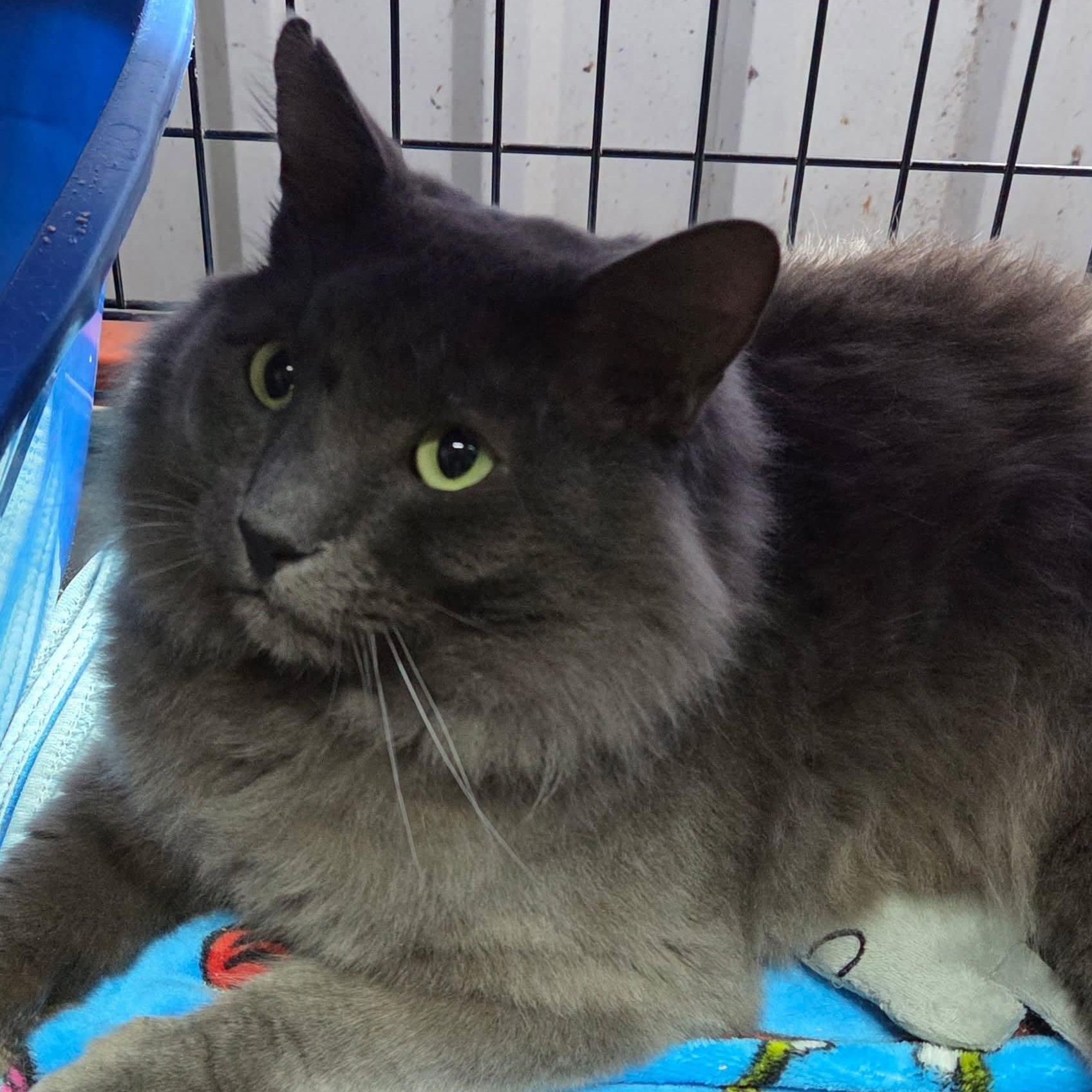 Enlarge Sir Fluffington, an adoptable mixed breed in Bulverde, TX image 1/4