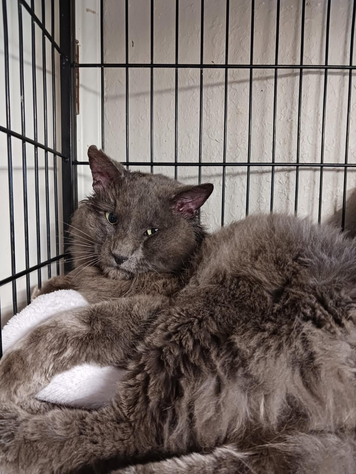 Sir Fluffington, ADOPTABLE, Adult Male Domestic Long Hair & Manx.