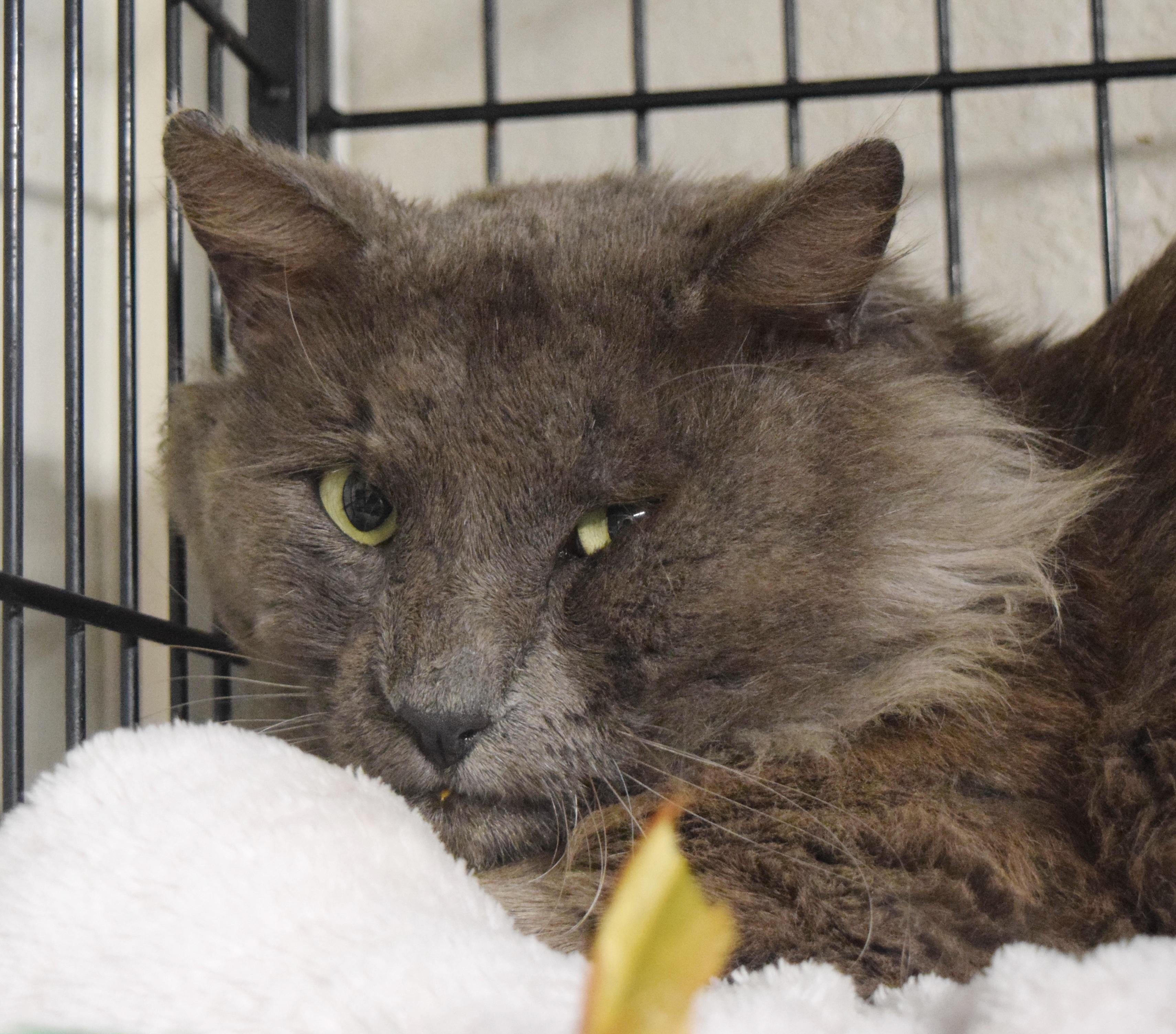 Enlarge Sir Fluffington, a ADOPTABLE mixed breed in Bulverde, TX image 2/3