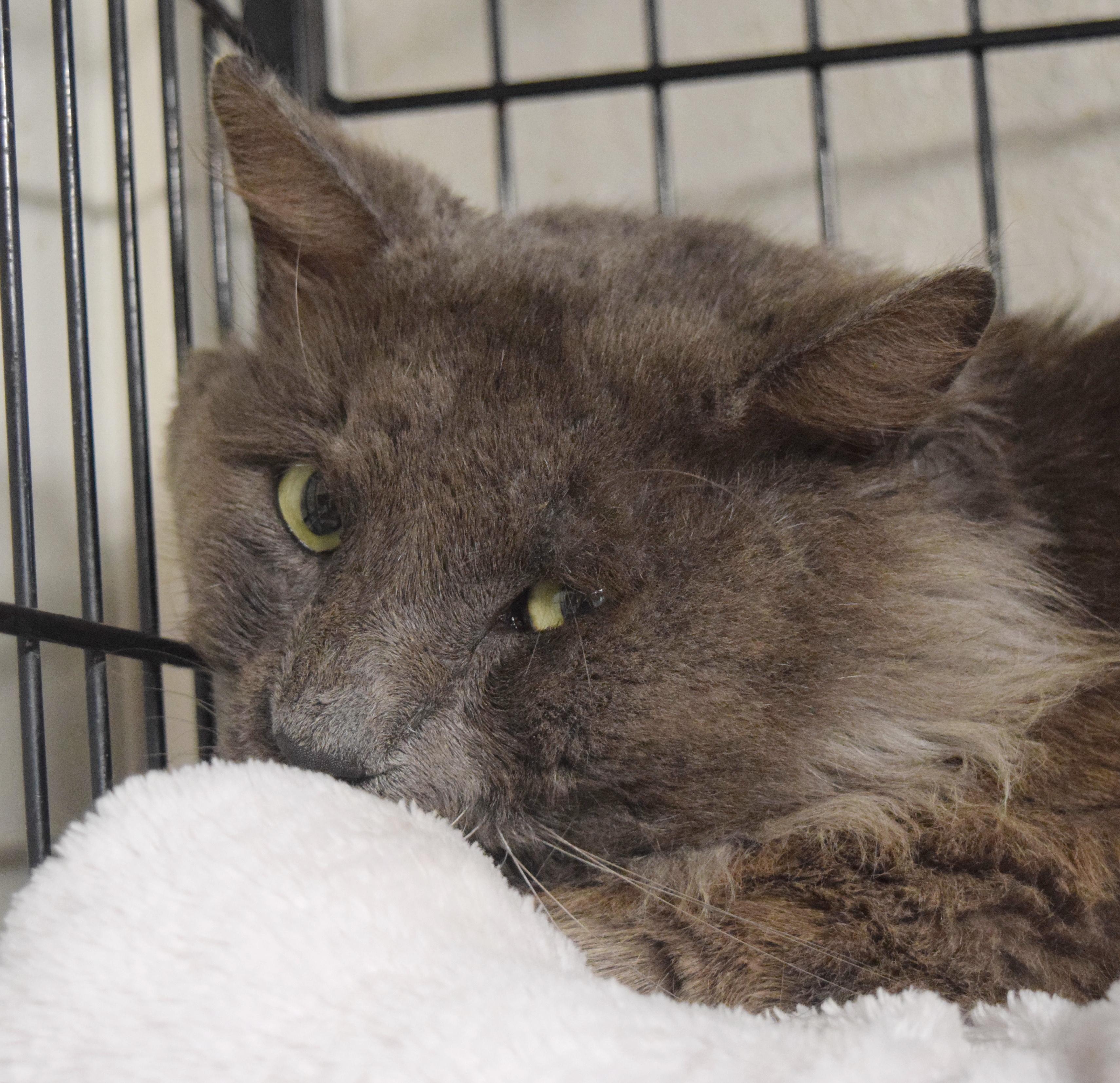 Enlarge Sir Fluffington, a ADOPTABLE mixed breed in Bulverde, TX image 3/3
