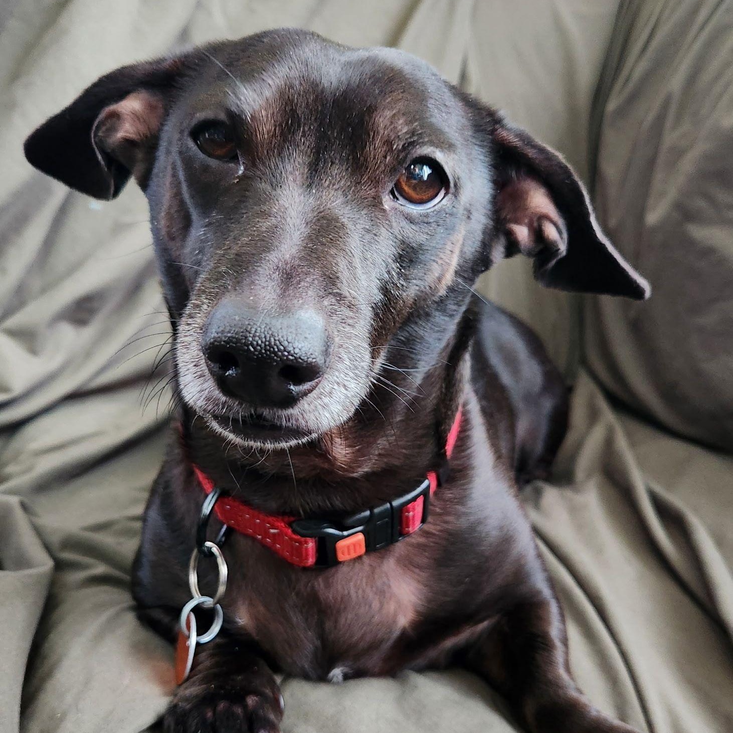 Scooter, a ADOPTABLE Dachshund in Racine, WI image 1/3