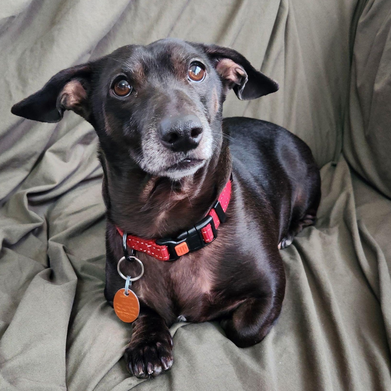 Scooter, a ADOPTABLE Dachshund in Racine, WI image 2/3