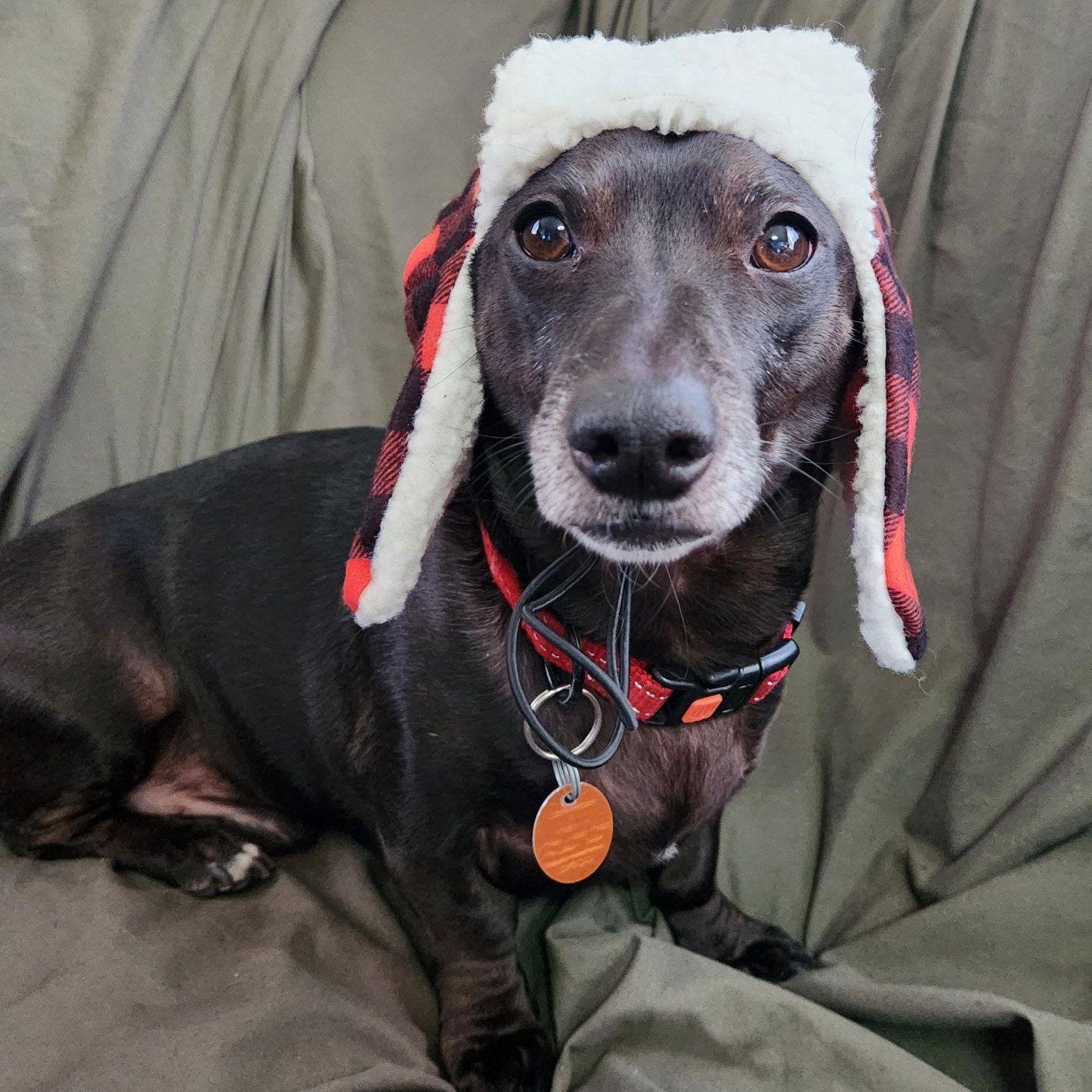 Scooter, a ADOPTABLE Dachshund in Racine, WI image 3/3