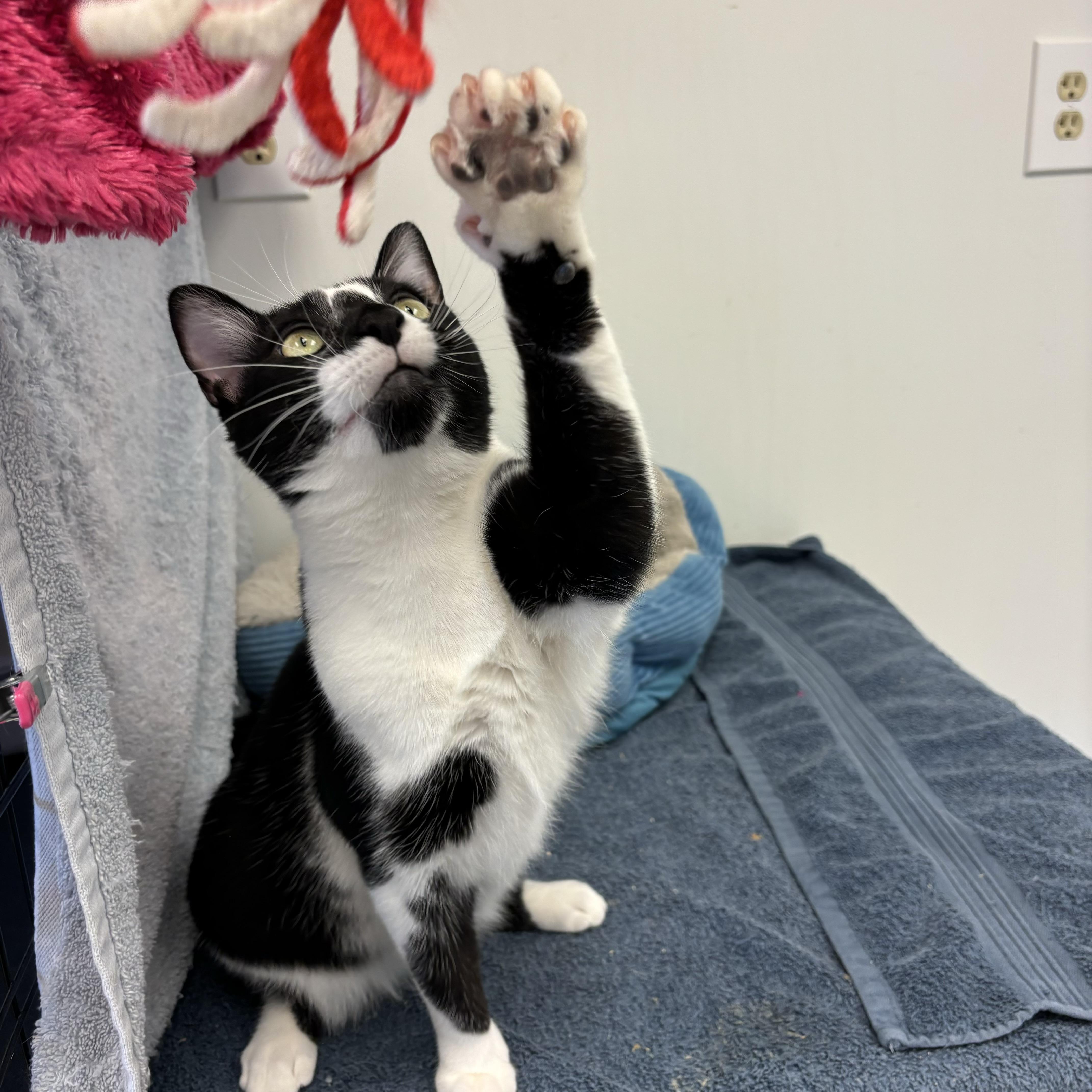 Enlarge Halle, a Adoptable Domestic Short Hair in Cincinnati, OH image 4/6