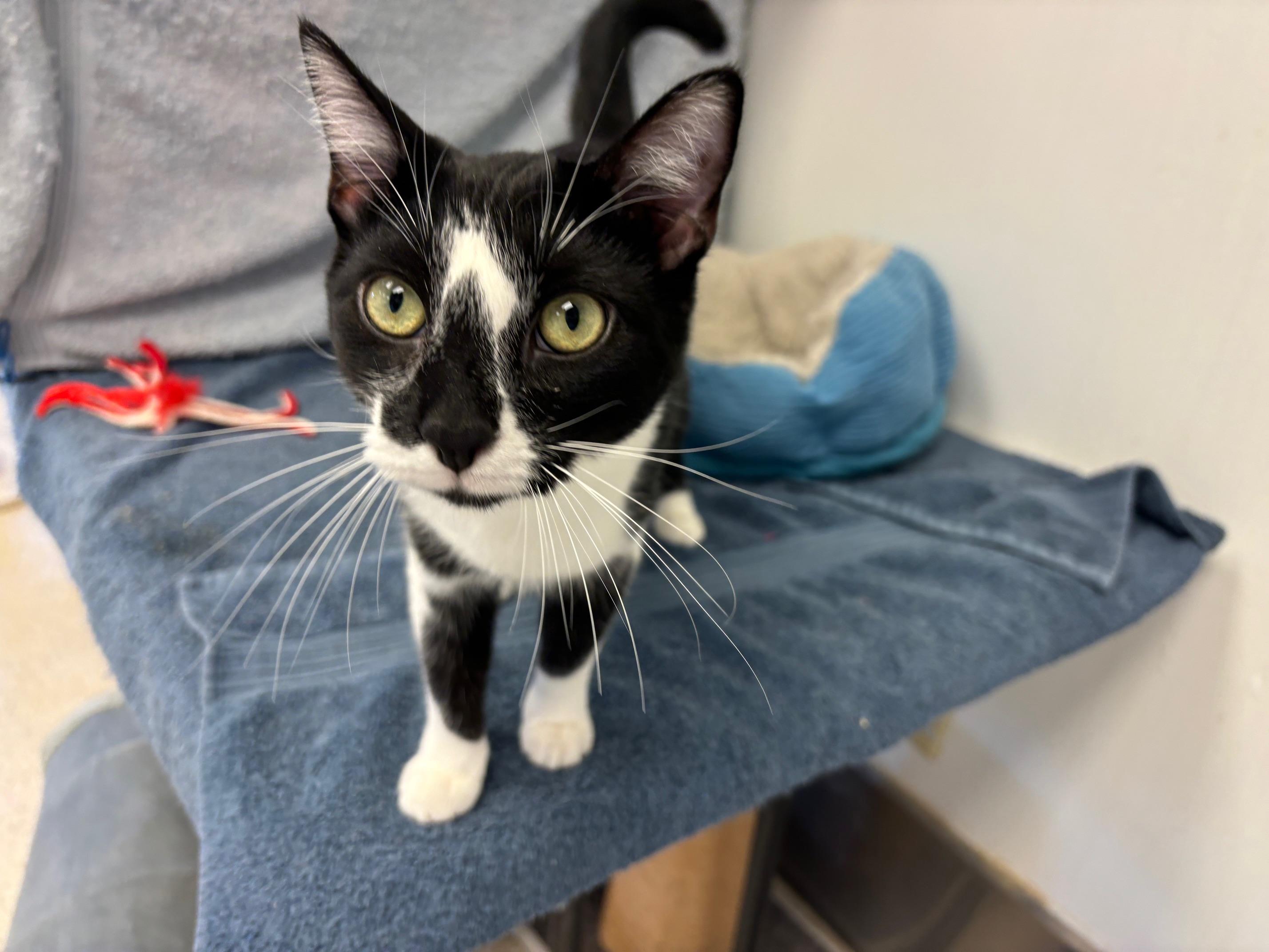 Enlarge Halle, a Adoptable Domestic Short Hair in Cincinnati, OH image 5/6