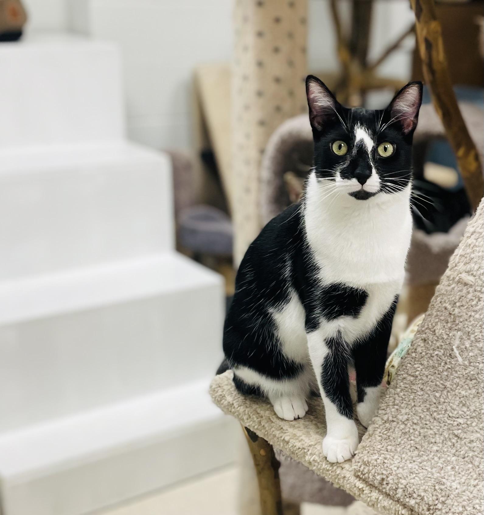 Halle, Adoptable, Young Female Domestic Short Hair.