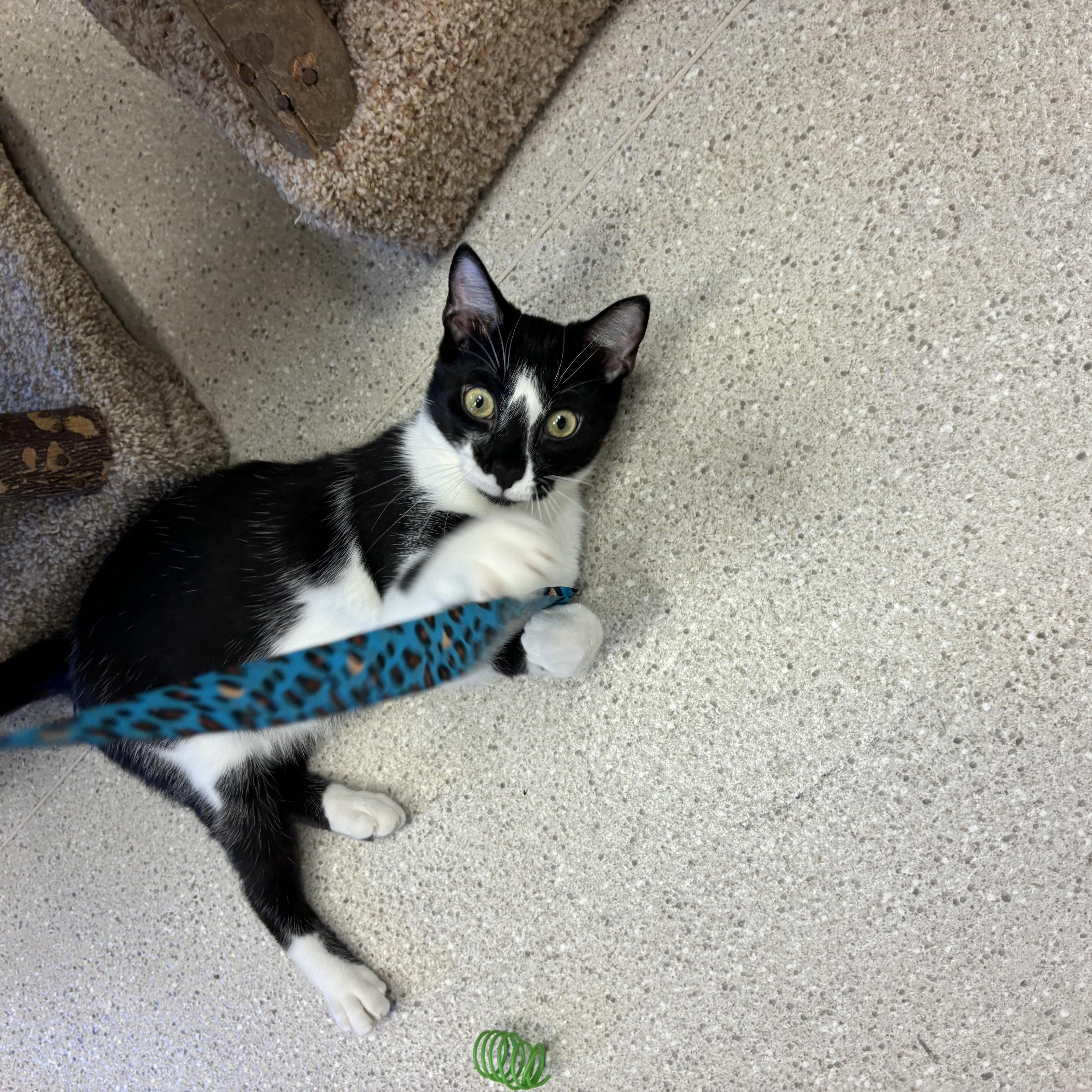 Enlarge Halle, a Adoptable Domestic Short Hair in Cincinnati, OH image 2/6