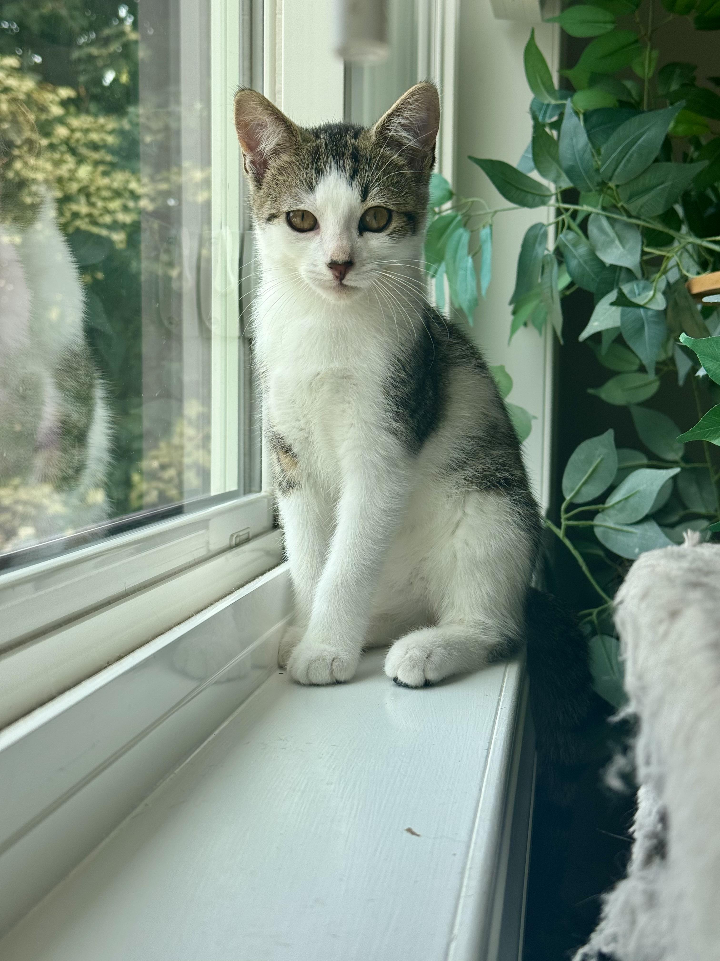 Enlarge Raspberry, a Adoptable Domestic Short Hair in Manchester, CT image 3/6