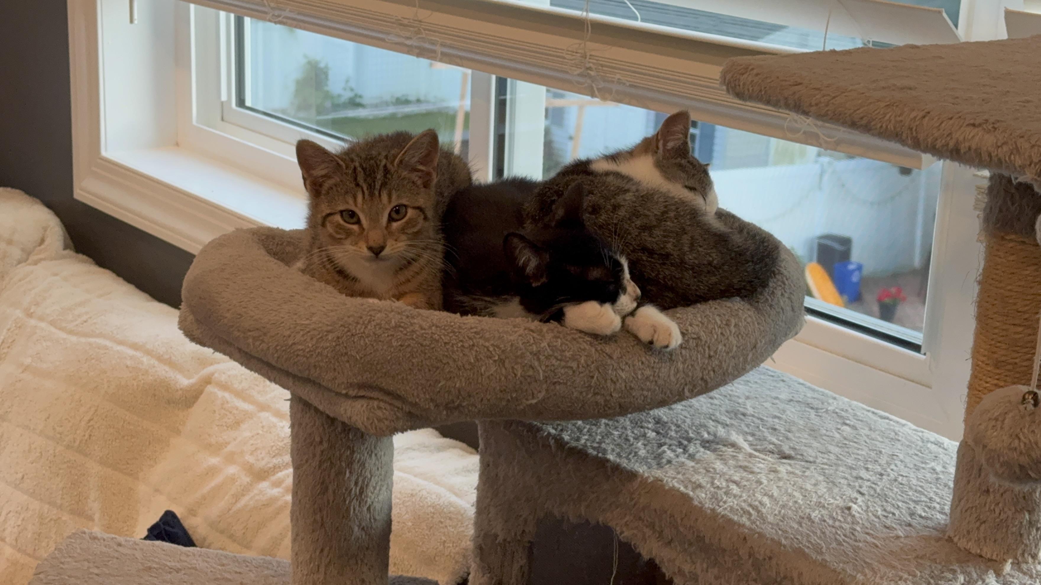 Enlarge Raspberry, a Adoptable Domestic Short Hair in Manchester, CT image 6/6