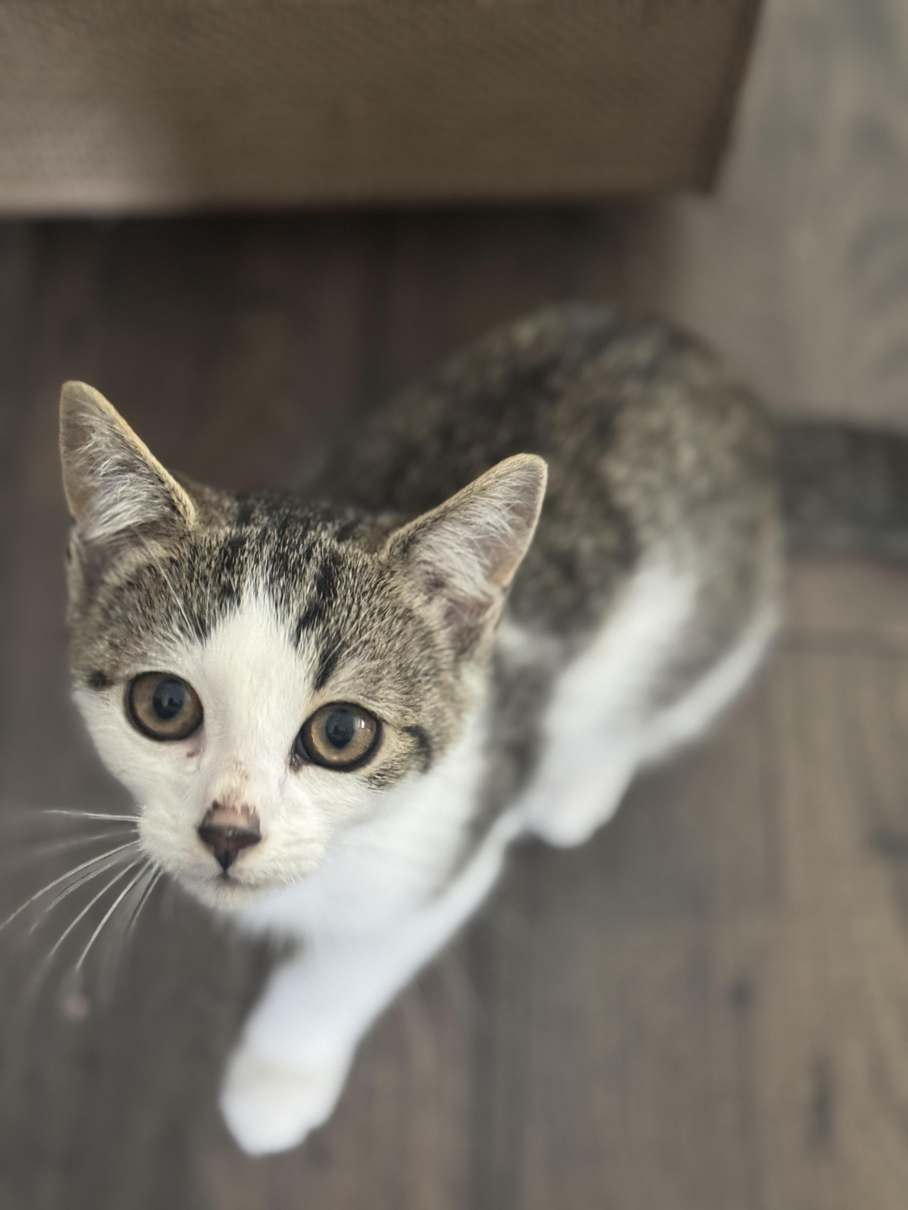 Enlarge Raspberry, a Adoptable Domestic Short Hair in Manchester, CT image 4/6