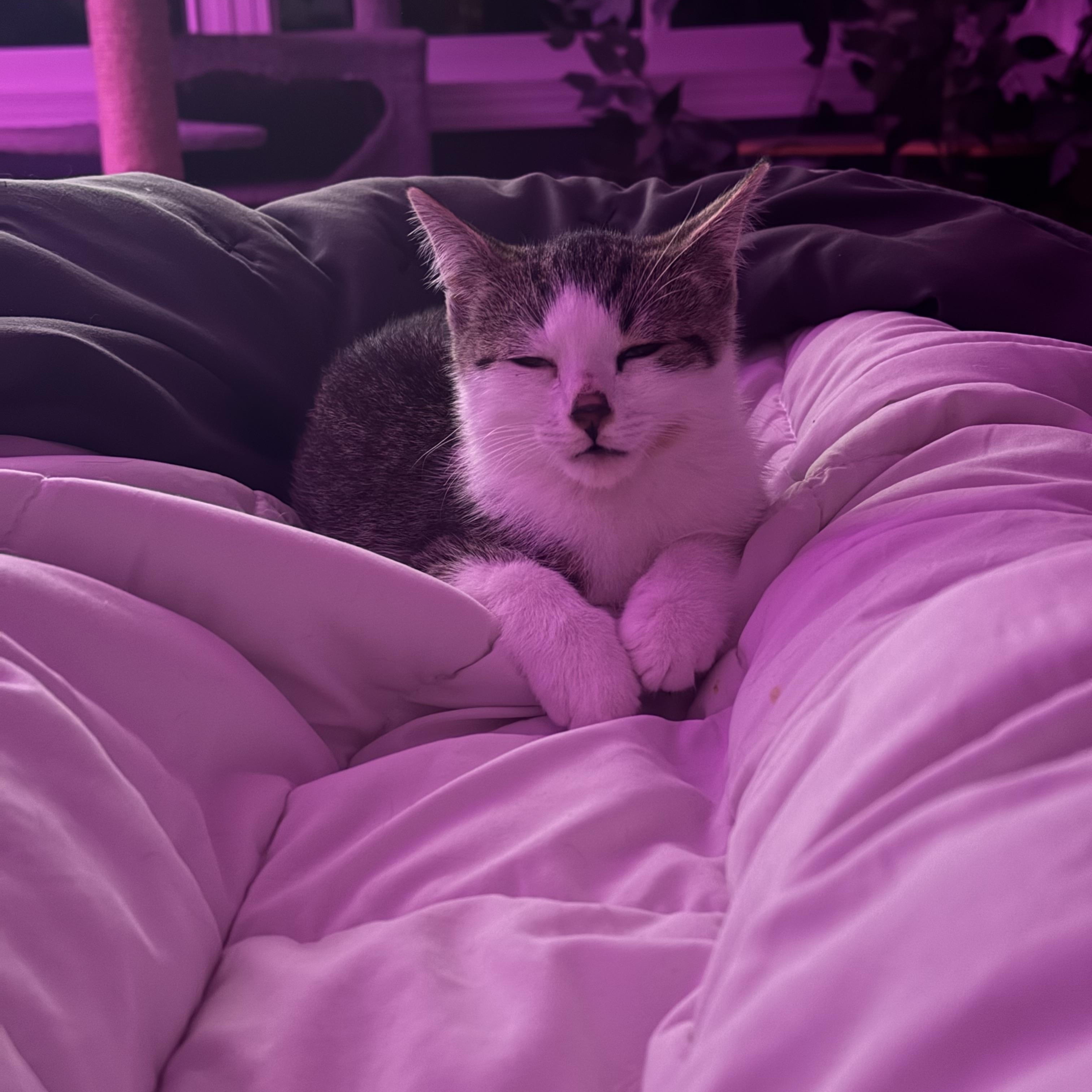 Raspberry thumbnail 4