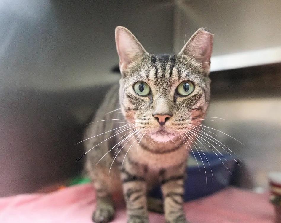 Rune, Adoptable, Adult Male Domestic Short Hair.