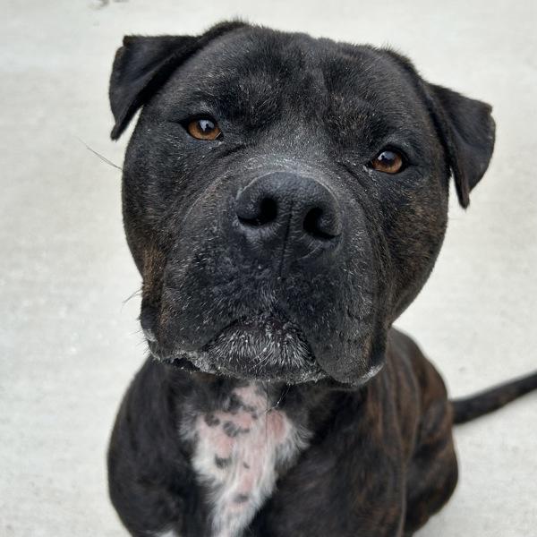 Smokey, Adoptable, Adult Male Bullmastiff.