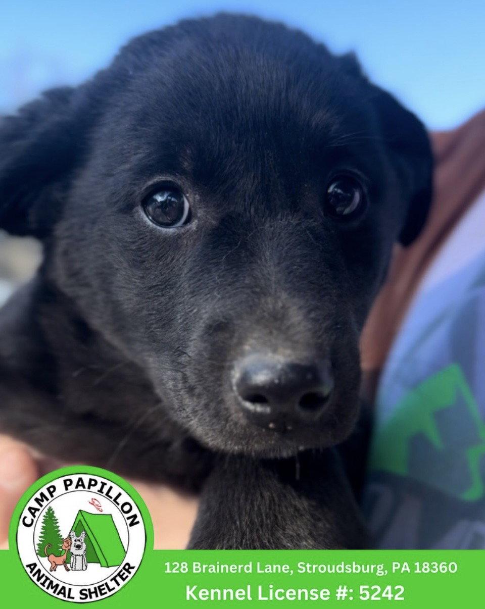 Barnes, Adoptable, Young Male Border Collie.