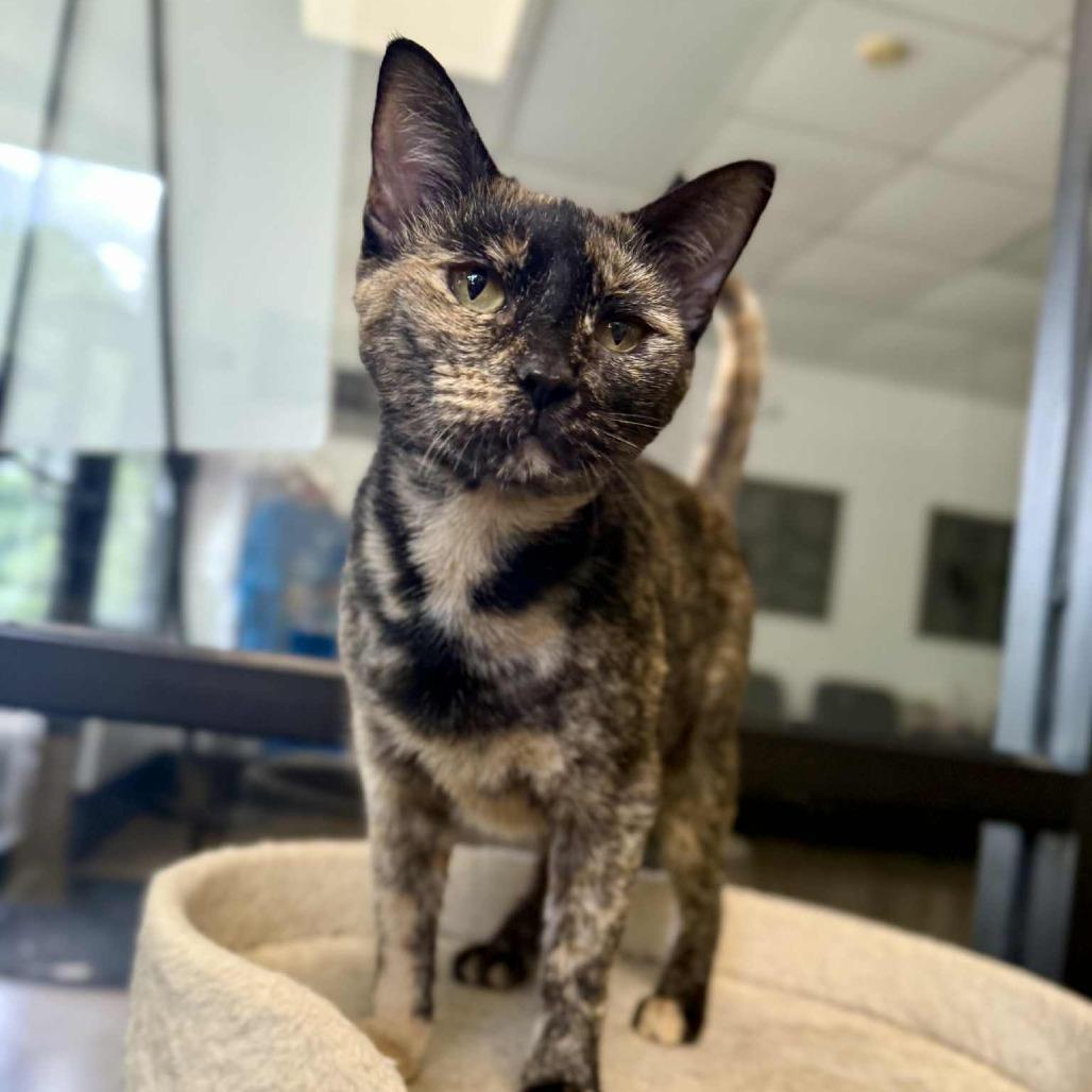 Natasha, Adoptable, Adult Female Domestic Short Hair.