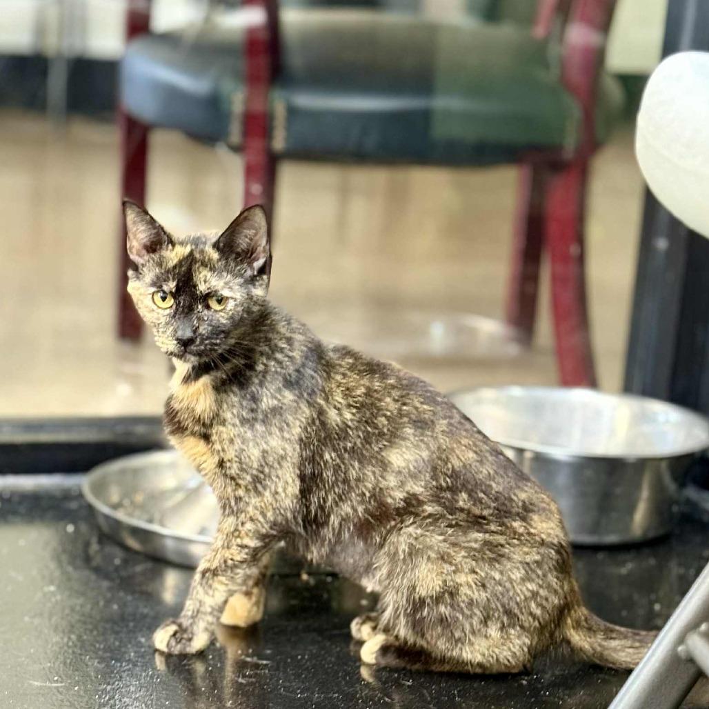 Natasha, a Adoptable Domestic Short Hair in Gadsden, AL image 2/6