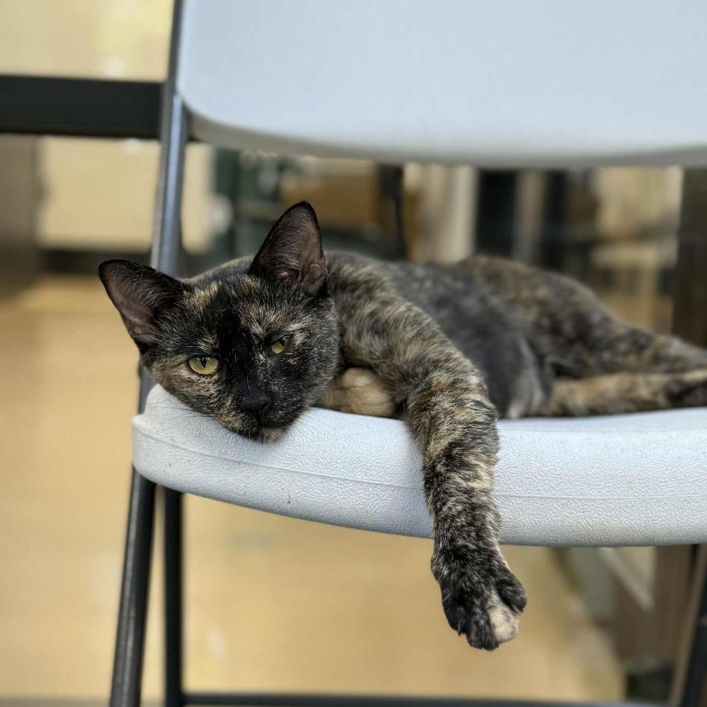 Natasha, a Adoptable Domestic Short Hair in Gadsden, AL image 3/6