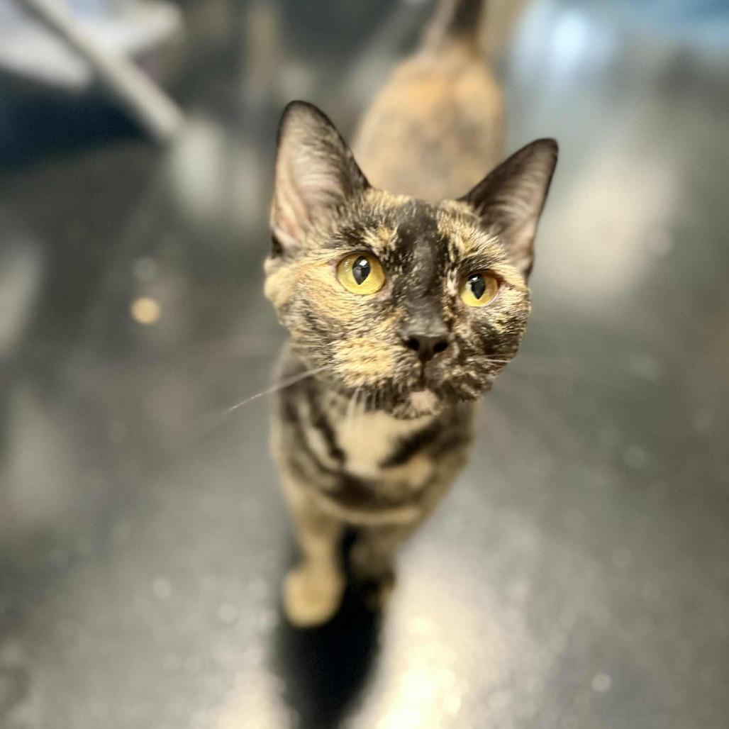 Natasha, a Adoptable Domestic Short Hair in Gadsden, AL image 4/6