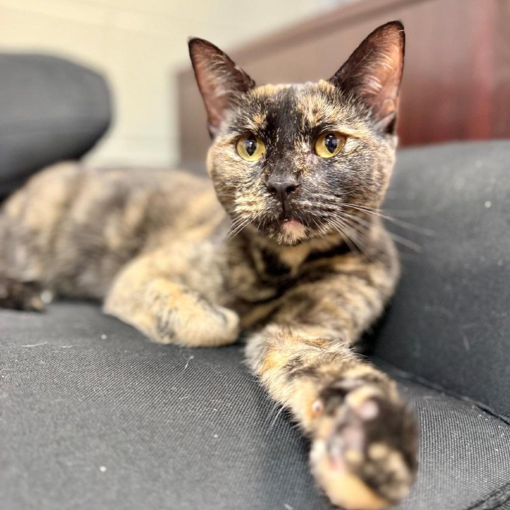 Natasha, a Adoptable Domestic Short Hair in Gadsden, AL image 5/6