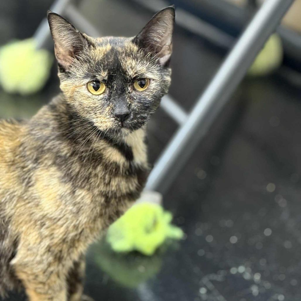 Natasha, a Adoptable Domestic Short Hair in Gadsden, AL image 6/6