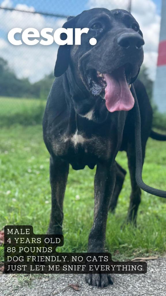 Caesar, Adoptable, Adult Male Labrador Retriever.