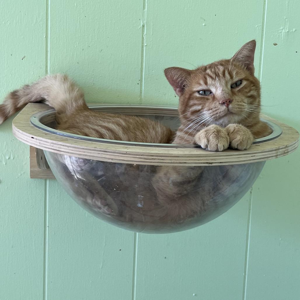 Big Mike, Adoptable, Adult Male Domestic Short Hair.