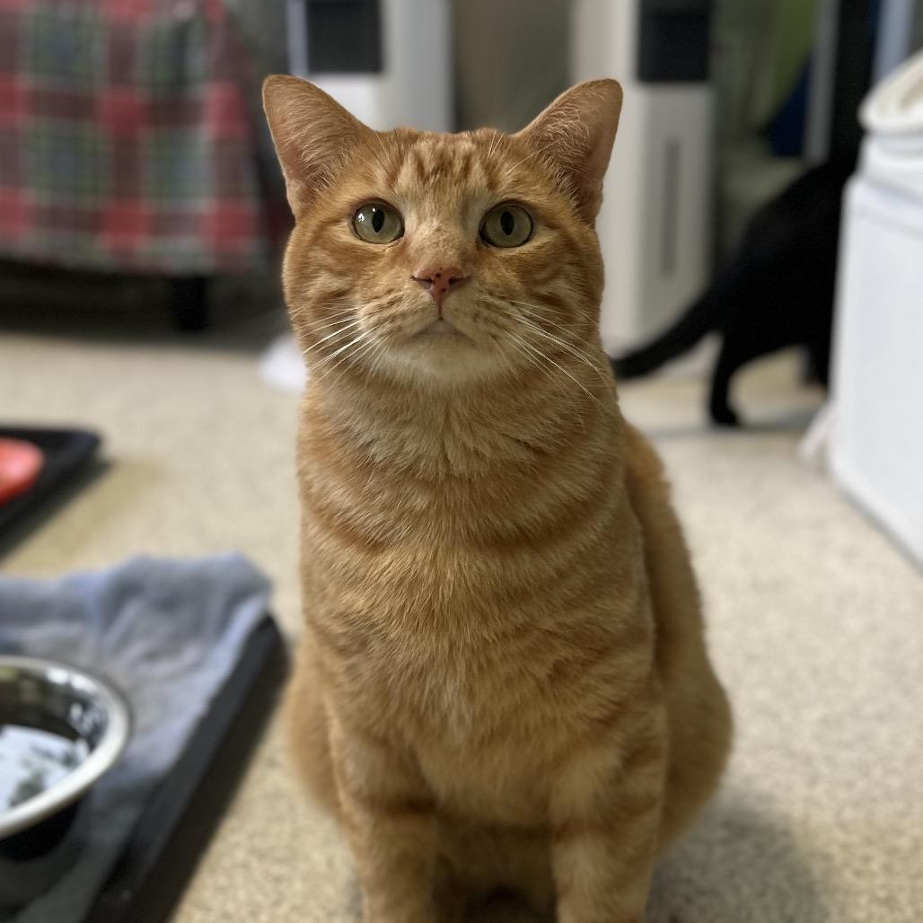 Enlarge Big Mike, a Adoptable Domestic Short Hair in Mount Juliet, TN image 2/3