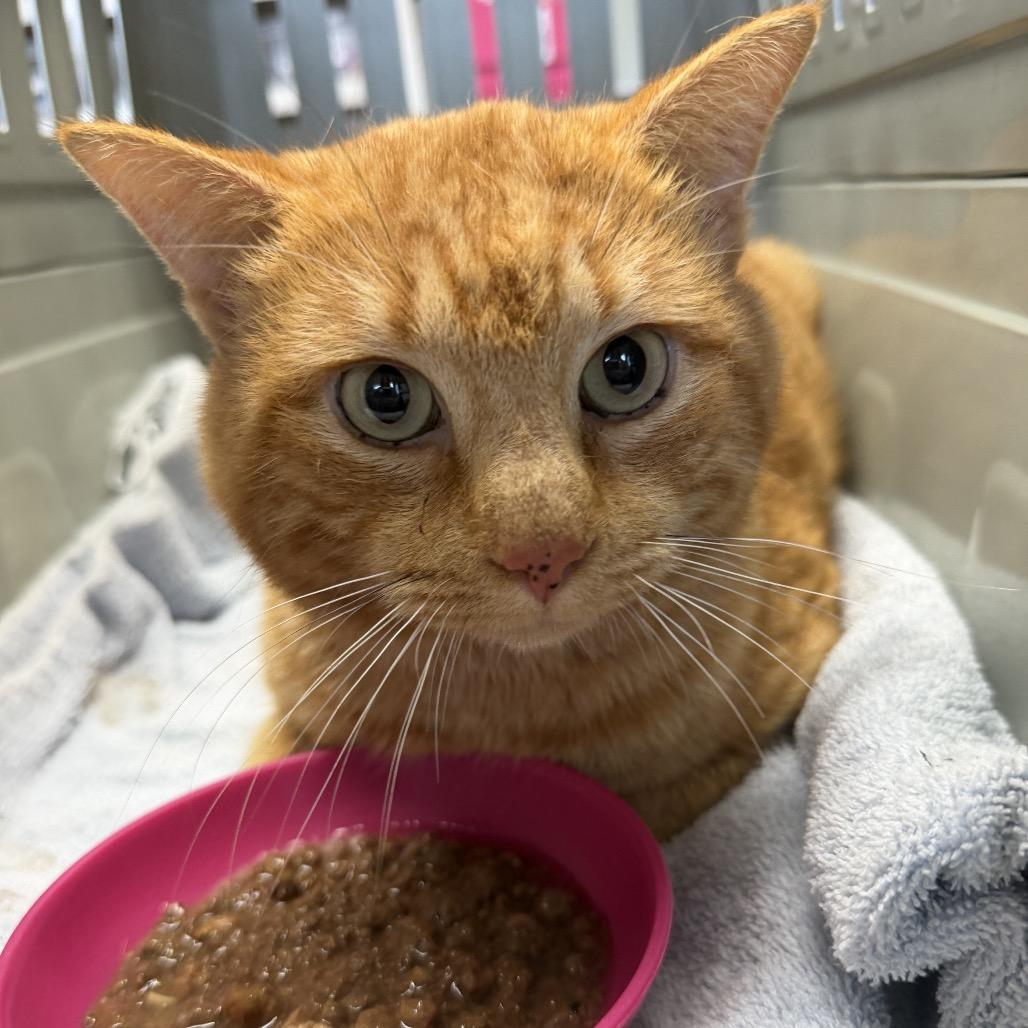 Enlarge Big Mike, a Adoptable Domestic Short Hair in Mount Juliet, TN image 3/3