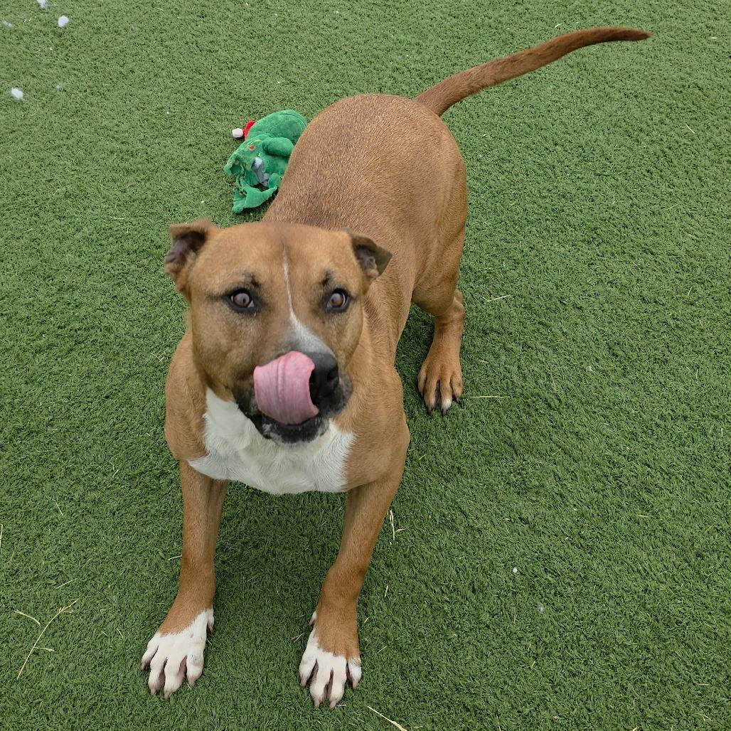 Bambino, a Adoptable mixed breed in Bristol, IN image 1/6