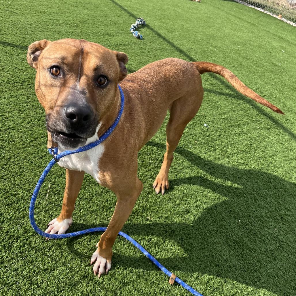 Bambino, a Adoptable mixed breed in Bristol, IN image 2/6