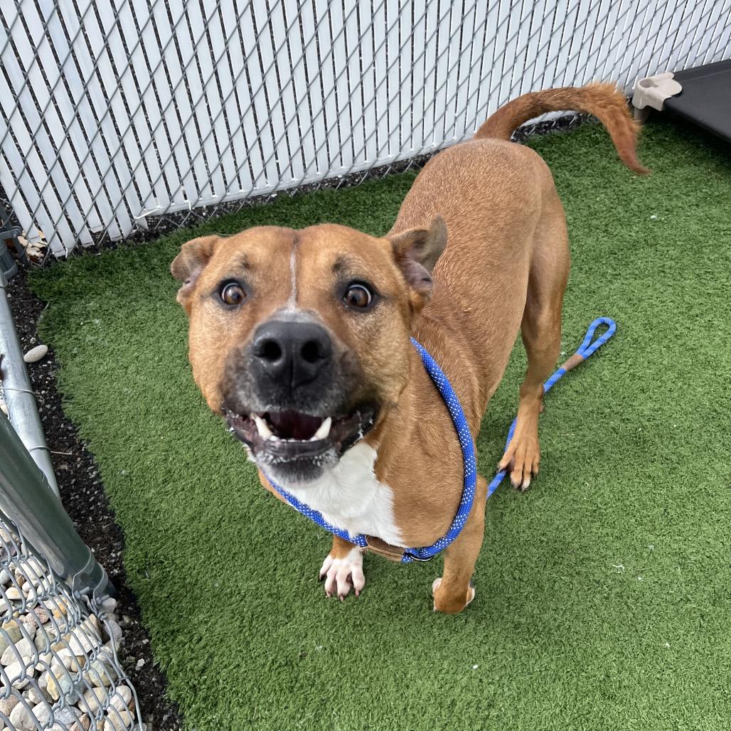 Bambino, a Adoptable mixed breed in Bristol, IN image 4/6