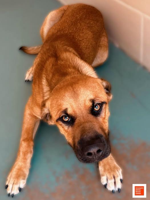 Enlarge Monte, a ADOPTABLE mixed breed in Jackson, MS image 1/1